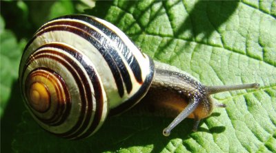 escargot