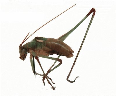 Atasacris brevipennis