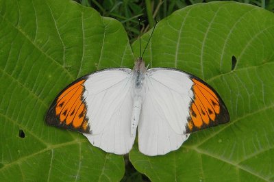 Hebomoia glaucippe