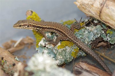 le lÃ©zard des murailles