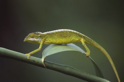 Camaleonte delle seychelles