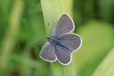 Small blue