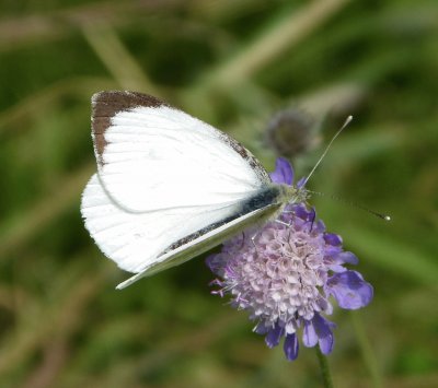 Pieris brassicae