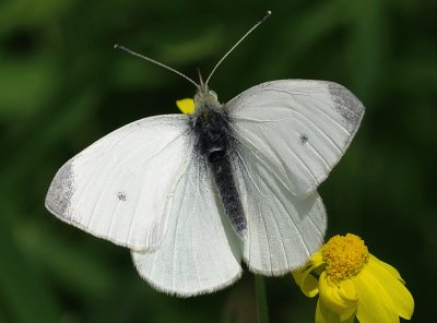 Pieris rapae