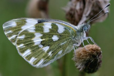 Pieris edusa