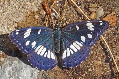 Limenitis reducta