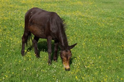 Gallowai