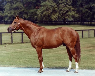 American toroughbred