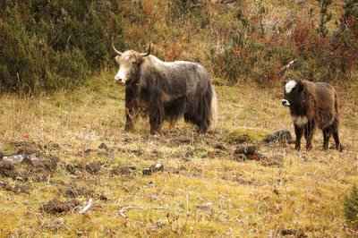 Dzo incrocio tra un toro e una jack femmina