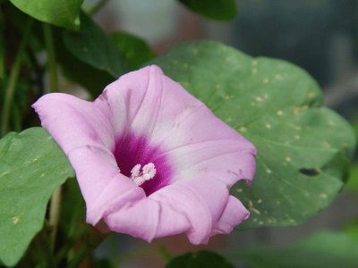 Fleur de patate douce