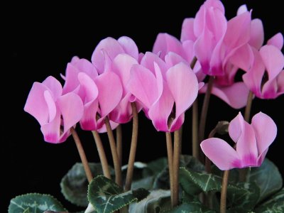 Cyclamen