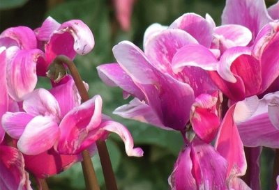 Cyclamen