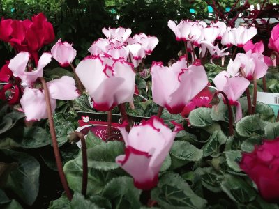 Cyclamen