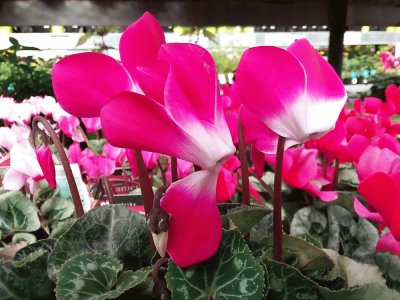 Cyclamen