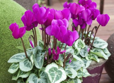 Cyclamen