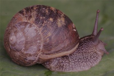 l 'escargot