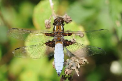 Libellula depressa