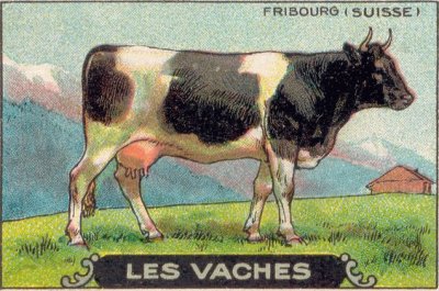 vache suisse