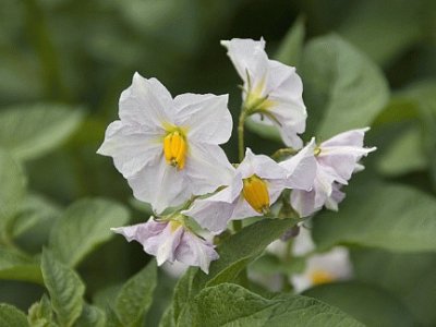 Fleurs de pommes de terre