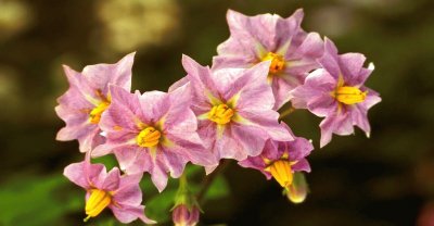 Fleurs de pommes de terre