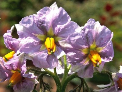 Fleurs de pommes de terre