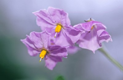 Fleurs de pommes de terre