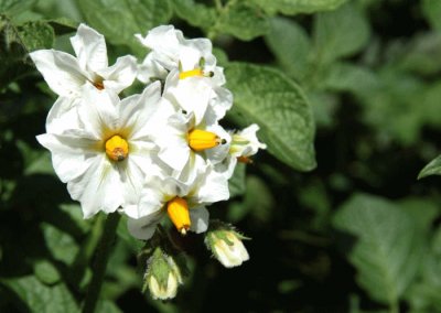 Fleurs de pommes de terre