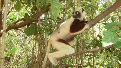 Sifaka di coquerel