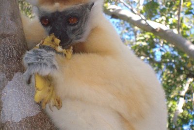 Sifaka dalla corona dorata