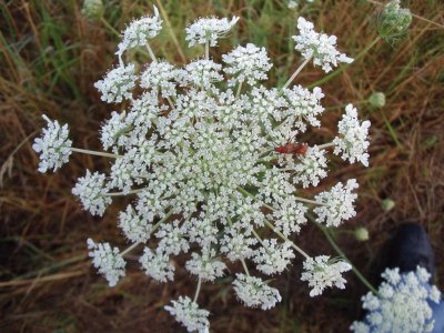 Fleur de carotte sauvage