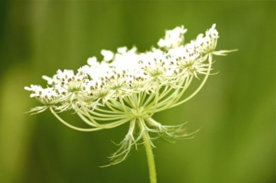 Fleur de carotte sauvage