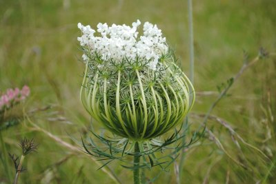 Fleur de carotte sauvage