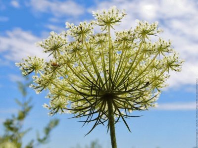 Fleur de carotte sauvage