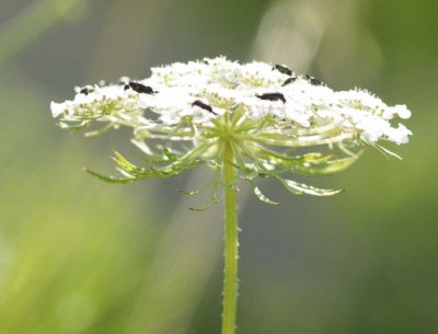 Fleur de carotte sauvage