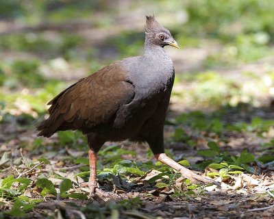 Megapodio piediarancio