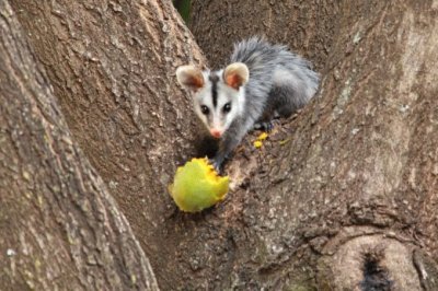 Opossum della virginia