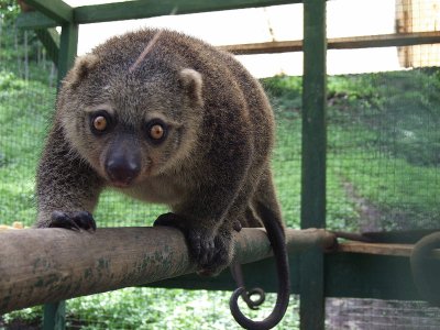 Bear cuscus