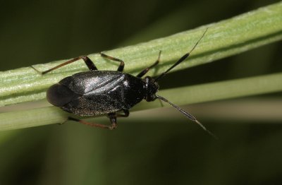 Capsus ater