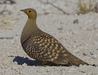 Grandule del namaqua