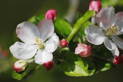 Fleur de pommier