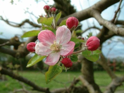 Fleur de pommier