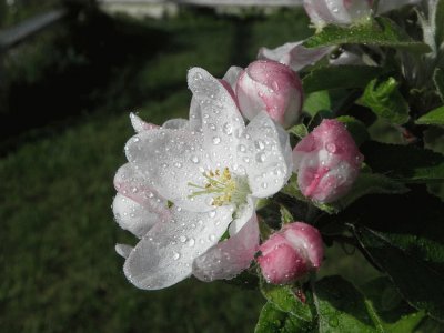 Fleur de pommier