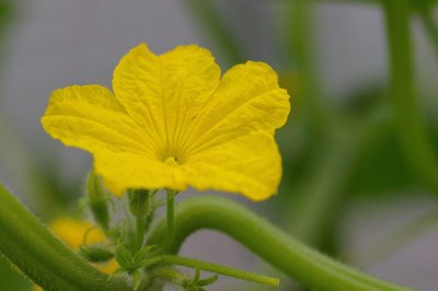 Fleur de concombre