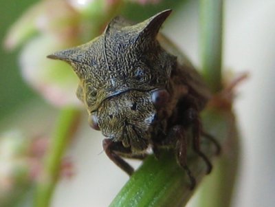 Centrotus cornuto