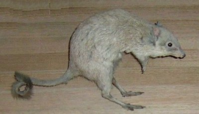 Bettongia penicellata