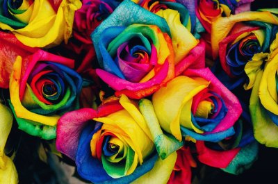 color roses