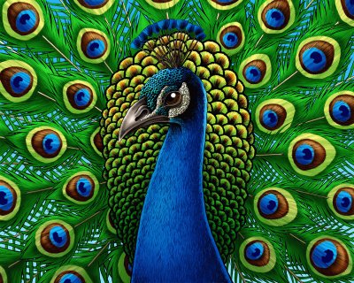 peacock