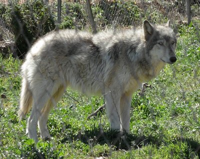 American wolf