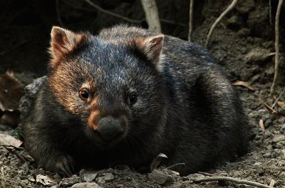 Marsupiale australiano