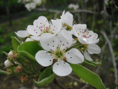 Fleur de nÃ©flier